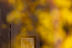 Forsythia and the mirror