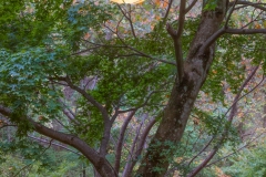 The lantern