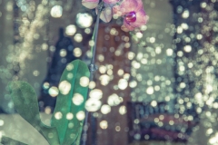 Orchid