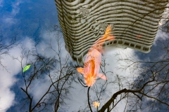 The Orange Koi