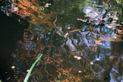 The golden pond