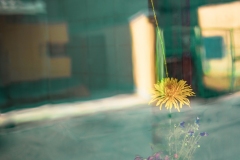 The dandelion